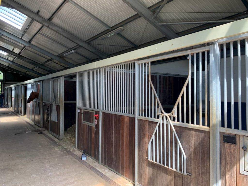 Horse in stables